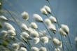 Cotton Grass