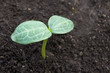 seedling