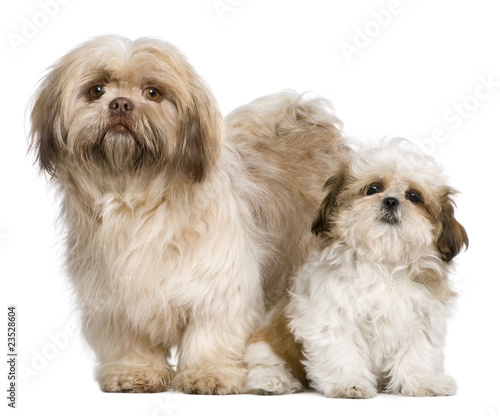 Photo: Mother Shih Tzu and her puppy, 3 years old and 3 months old, aga Mother Shih Tzu and her puppy, 3 years old and 3 months old, aga