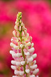 Photo: Bluehende Lupine Bluehende Lupine