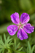 Photo: bluehender Storchneschnabel bluehender Storchneschnabel