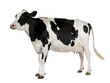 Holstein cow, 5 years old, standing against white background