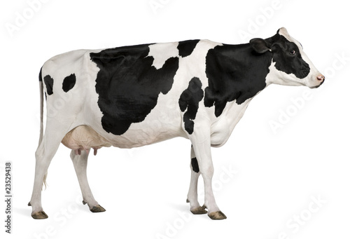 Foto: Holstein cow, 5 years old, standing against white background Holstein cow, 5 years old, standing against white background