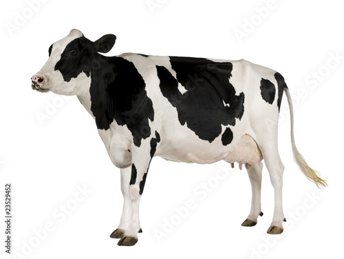 Photo: Holstein cow, 5 years old, standing against white background Holstein cow, 5 years old, standing against white background