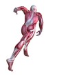 männliche Anatomie - Muskelmodell