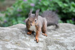 Eichhörnchen futtern