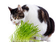 A pet cat enjoys eating some fresh grass. On a white background.
