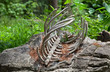 Bare bone remains of a dead animal.