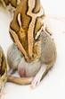 Snake eating big rat