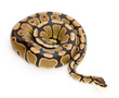 Snake photo