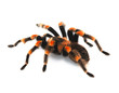 Red Knee Tarantula - bird eating spider Red Knee Tarantula - bird eating spider
