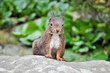 Eichhörnchen
