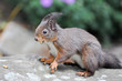 Eichhörnchen futtern