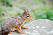 Eichhörnchen