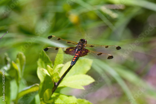 Red+dragonfly+wings