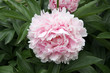 Pivoine
