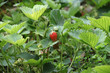 Fraise