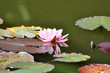 Lotus Lotus