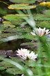 Romantische Momente des Lebens Romantische Momente des Lebens