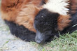 maki vari marron
