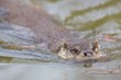 European Otter Swimming European Otter Swimming