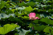 Pink Lotus Pink Lotus