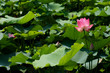Pink Lotus Pink Lotus