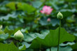 Bud of Lotus Flower Bud of Lotus Flower