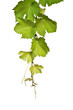 Weinrebe