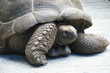 Seychellen-Riesenschildkröte Seychellen-Riesenschildkröte