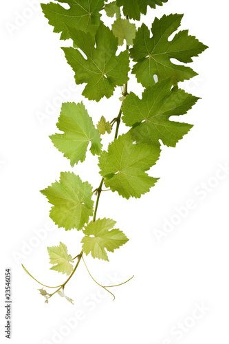 Foto: Weinrebe Weinrebe