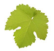 Foto: Weinblatt Weinblatt