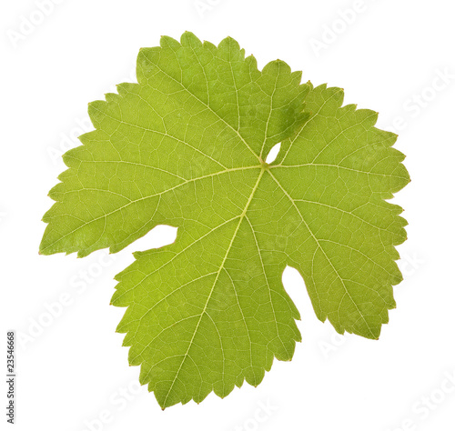 Foto: Weinblatt Weinblatt