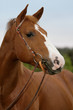 Quarter Horse