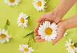 Hands with Chamomile flower