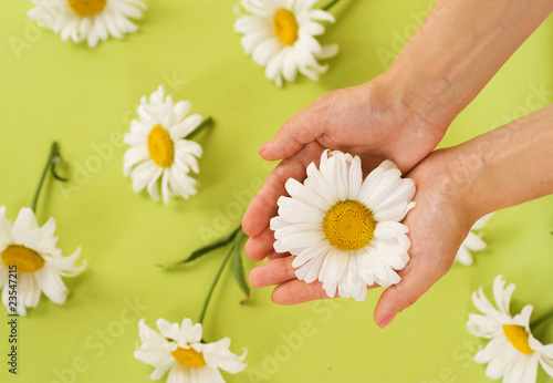 Foto: Hands with Chamomile flower Hands with Chamomile flower