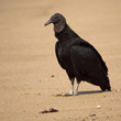 Aasgeier am Strand