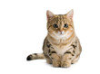 British kittens