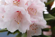 background of blossom azalea flower . background of blossom azalea flower .