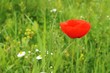 Mohn