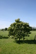 Maronenbaum
