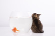 Home cat and a gold fish