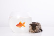 Home cat and a gold fish
