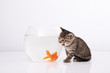 Home cat and a gold fish
