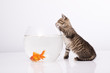 Home cat and a gold fish