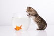 Home cat and a gold fish