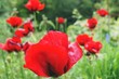 Mohn