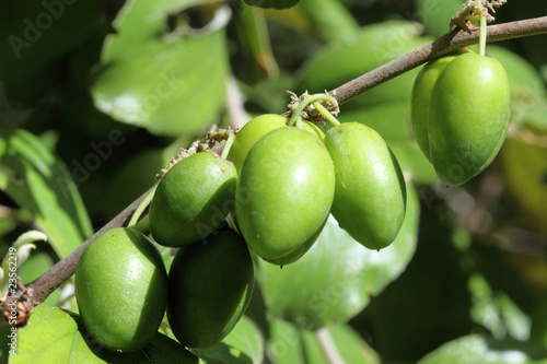 Photo: jujubes verts, jujubier, ziziphus jujuba, fruits tropicaux jujubes verts, jujubier, ziziphus jujuba, fruits tropicaux