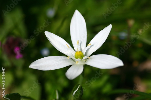 Foto: Dolden-Milchstern (Ornithogalum umbellatum) Dolden-Milchstern (Ornithogalum umbellatum)