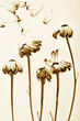 seasons past